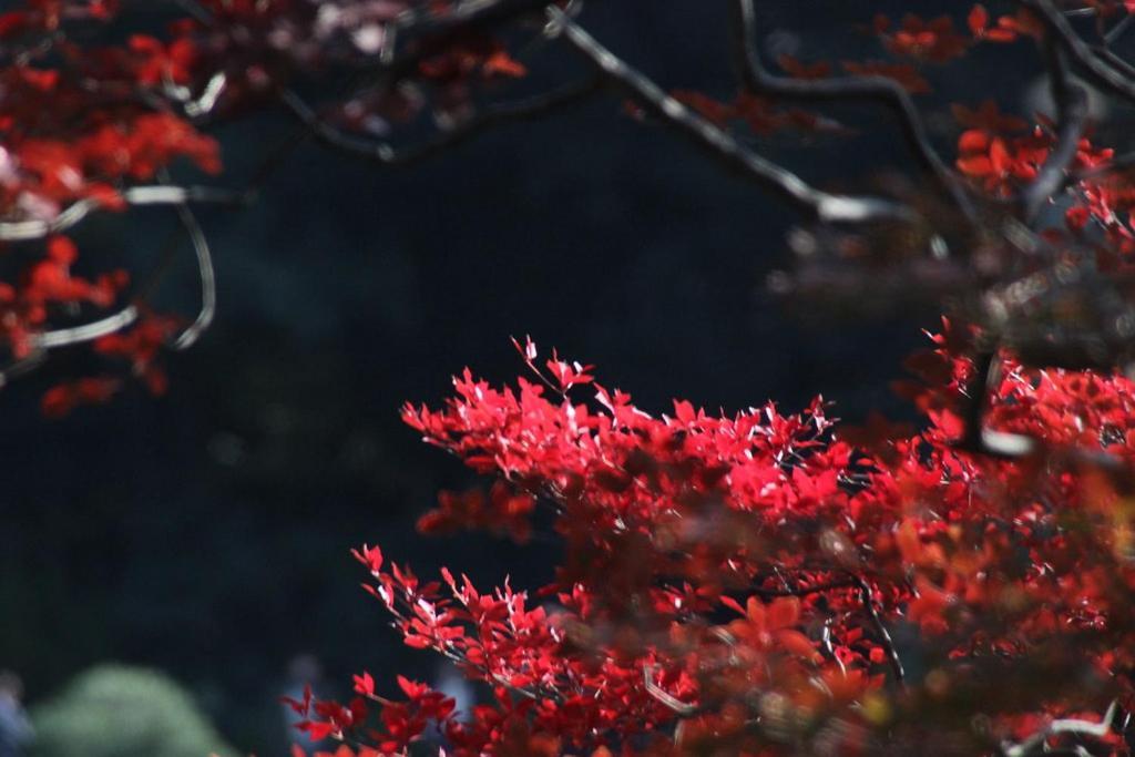 Tora Hotel Tokyo-Rikugienn 寅ホテル 六義園 C Exterior photo